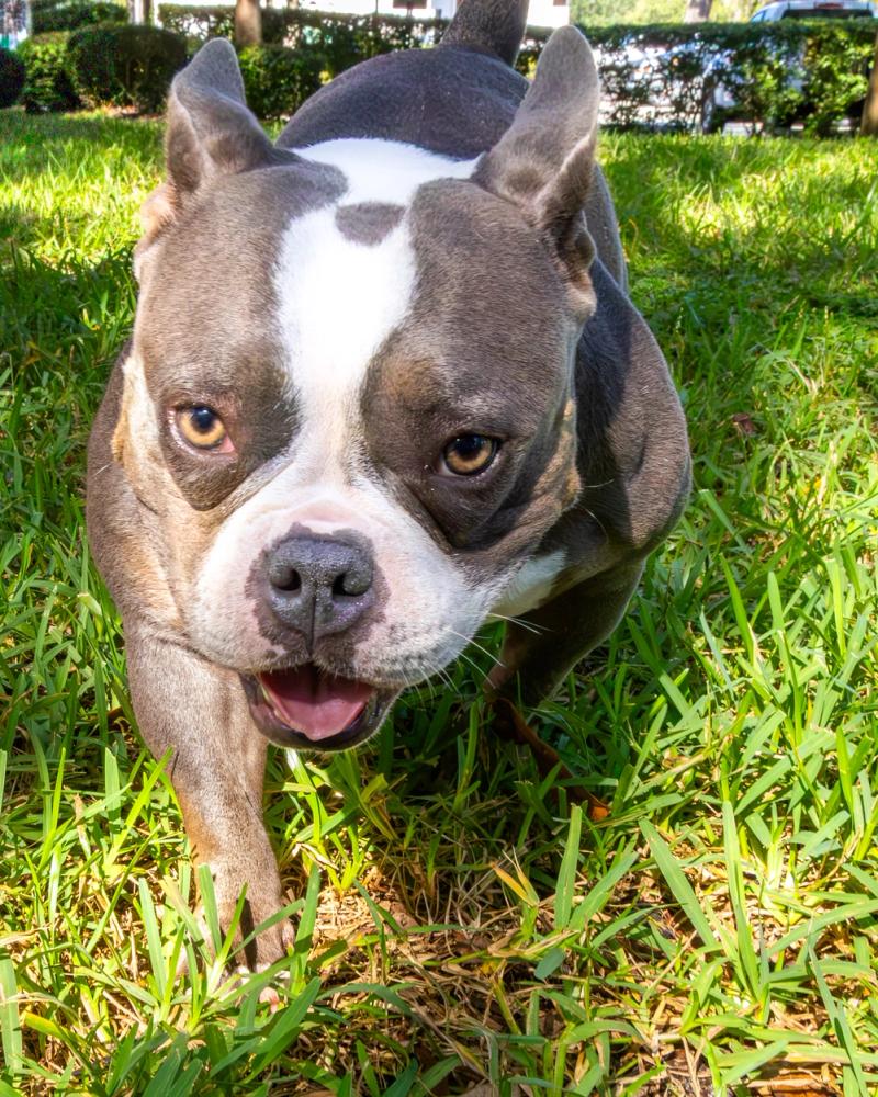 Pet Photography