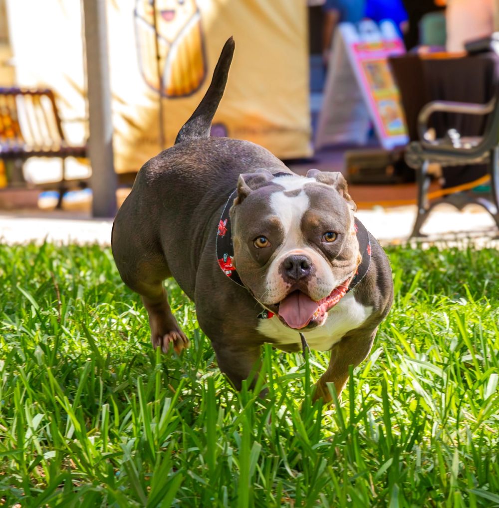 Pet Photography photography by Empowered Visuals — 22