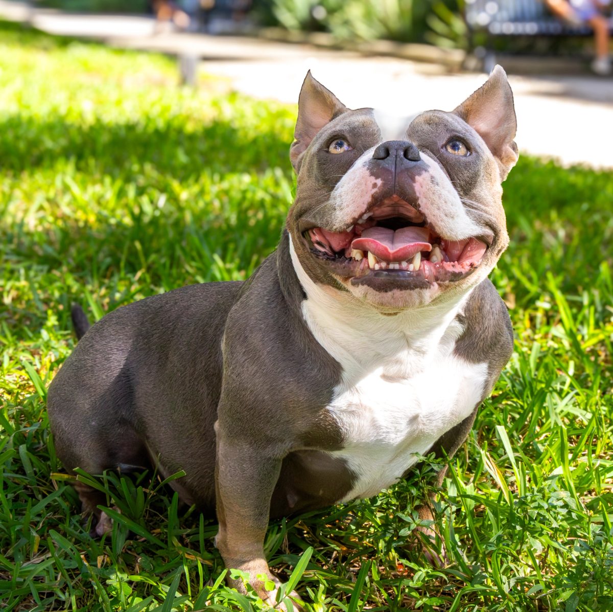 Family, pet, and proposal photography by Empowered Visuals in Orlando