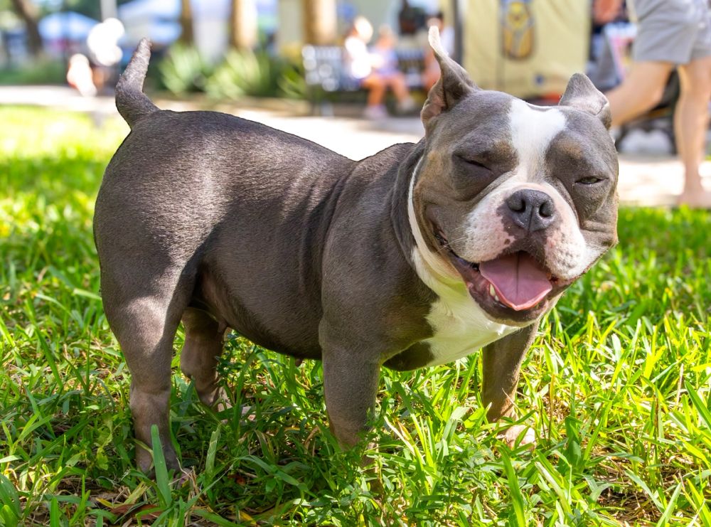 Pet Photography photography by Empowered Visuals — 3