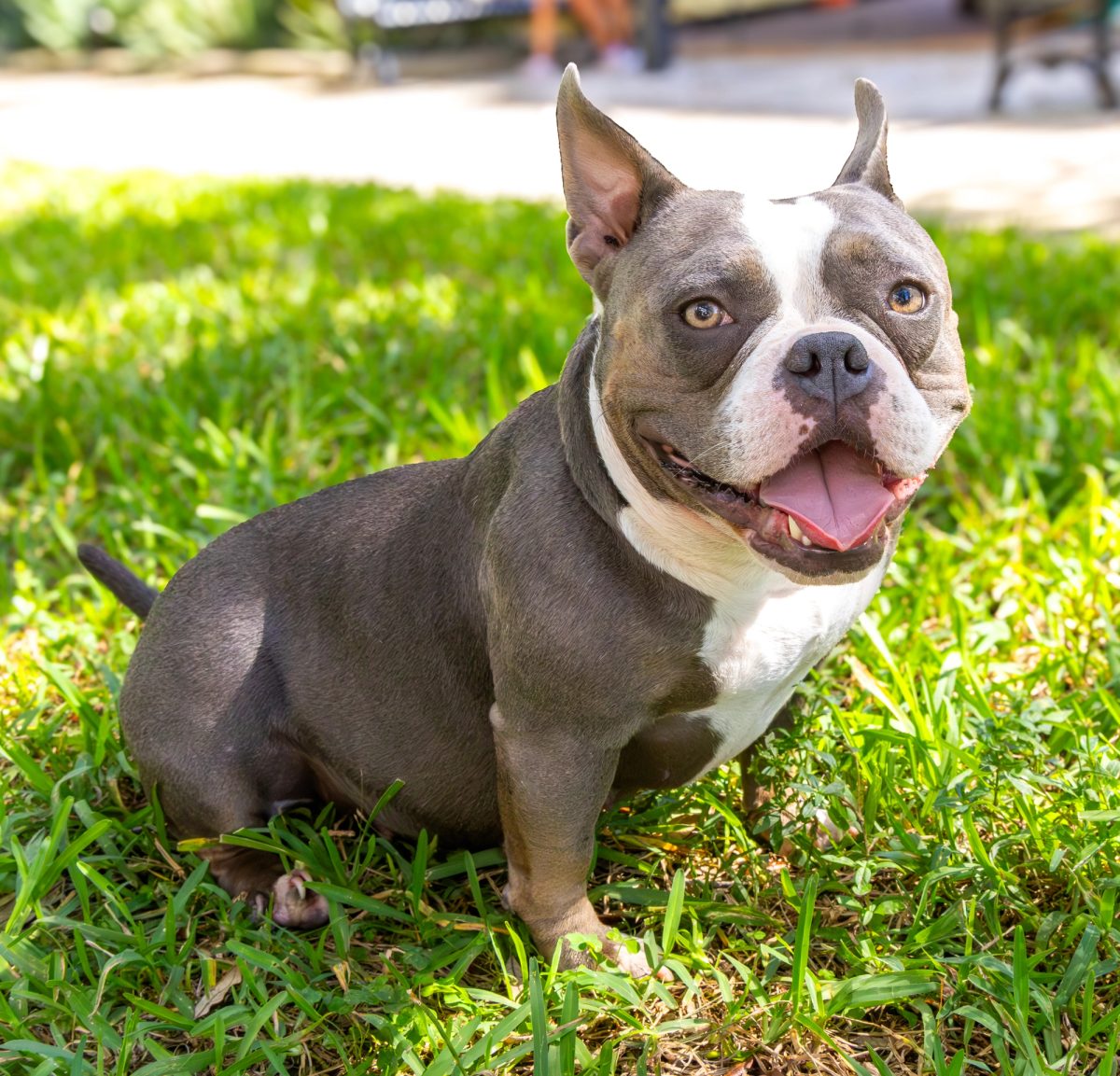 Family, pet, and proposal photography by Empowered Visuals in Orlando