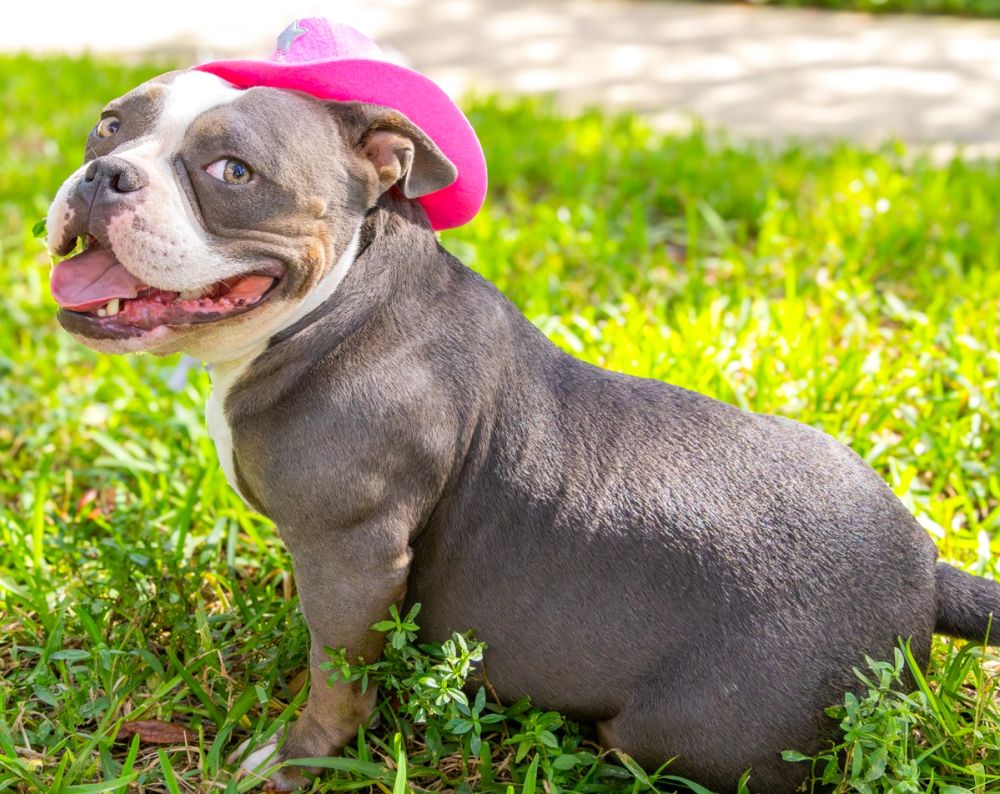 Pet Photography photography by Empowered Visuals — 11
