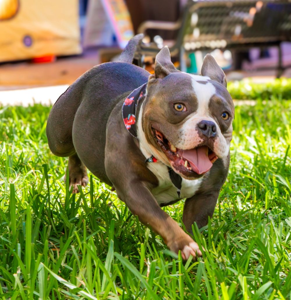 Pet Photography photography by Empowered Visuals — 23