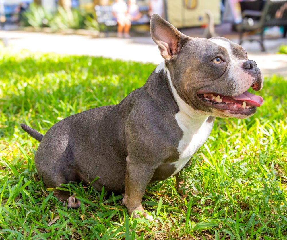 Pet Photography photography by Empowered Visuals — 10