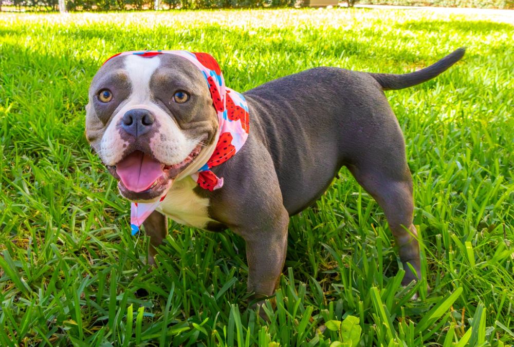 Pet Photography photography by Empowered Visuals — 19