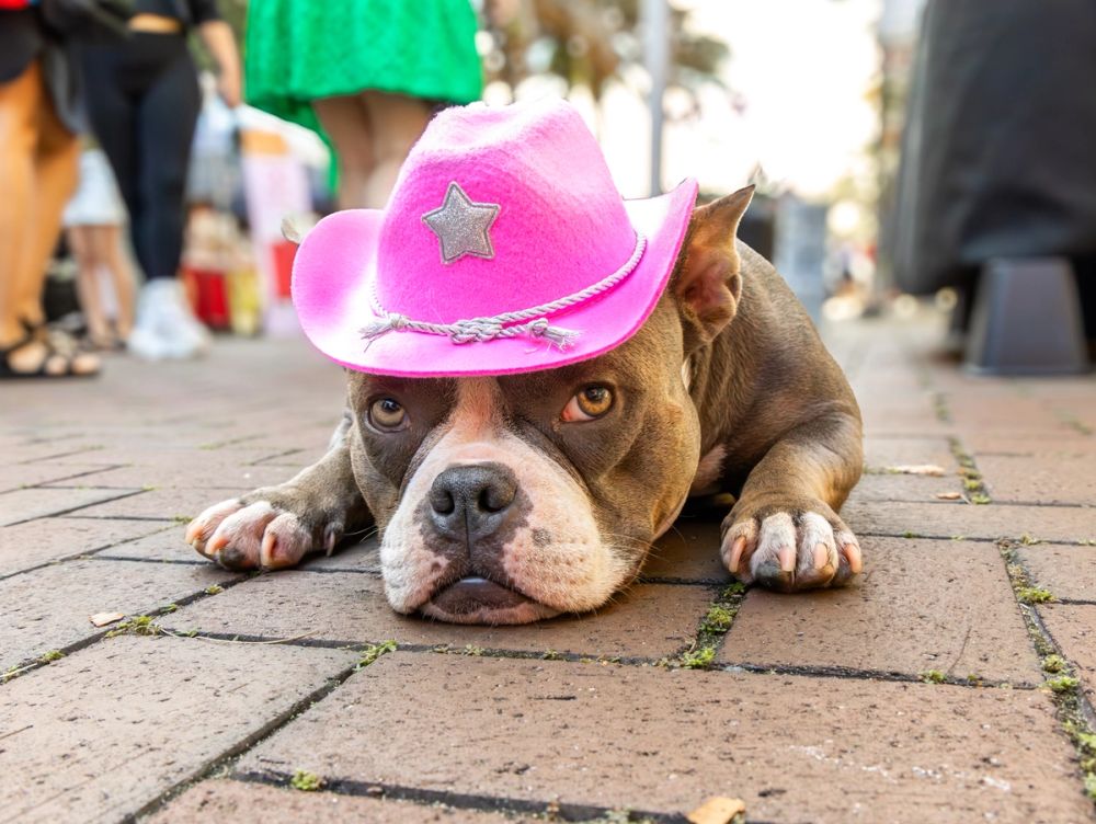 Pet Photography photography by Empowered Visuals — 17