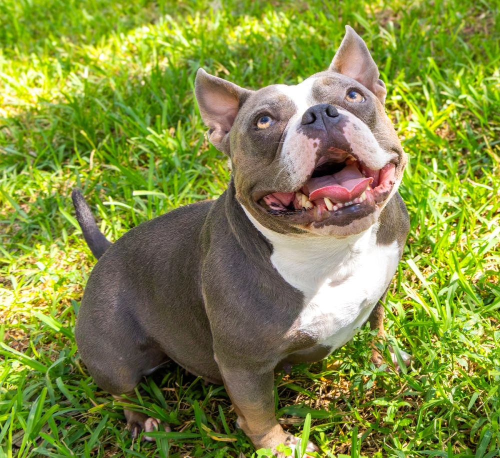 Pet Photography photography by Empowered Visuals — 5