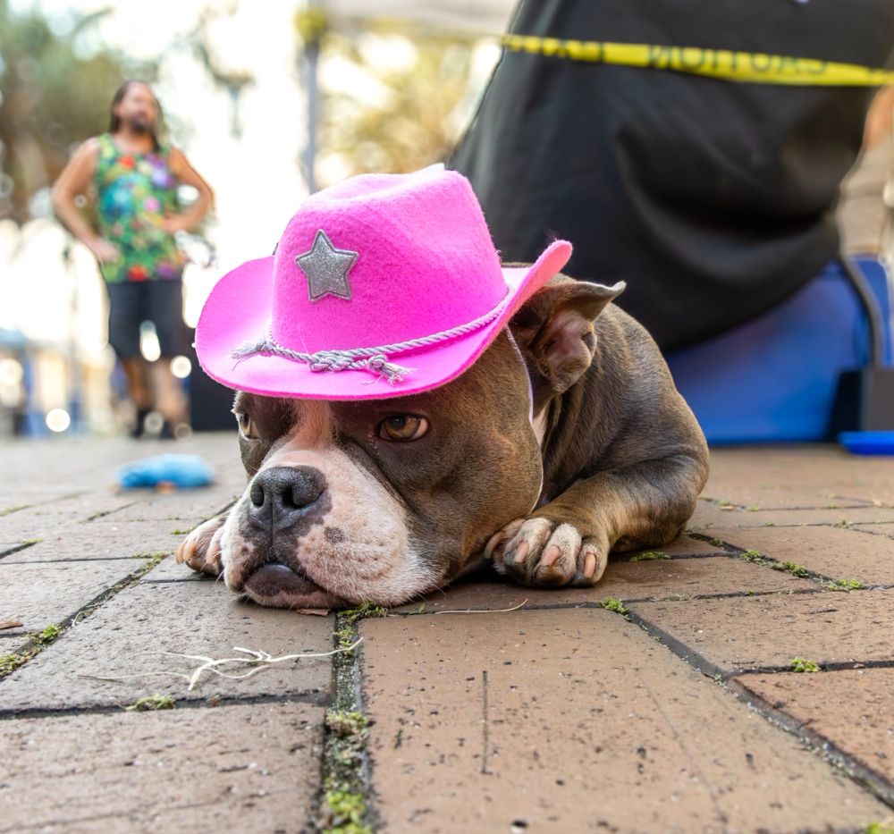 Pet Photography photography by Empowered Visuals — 18
