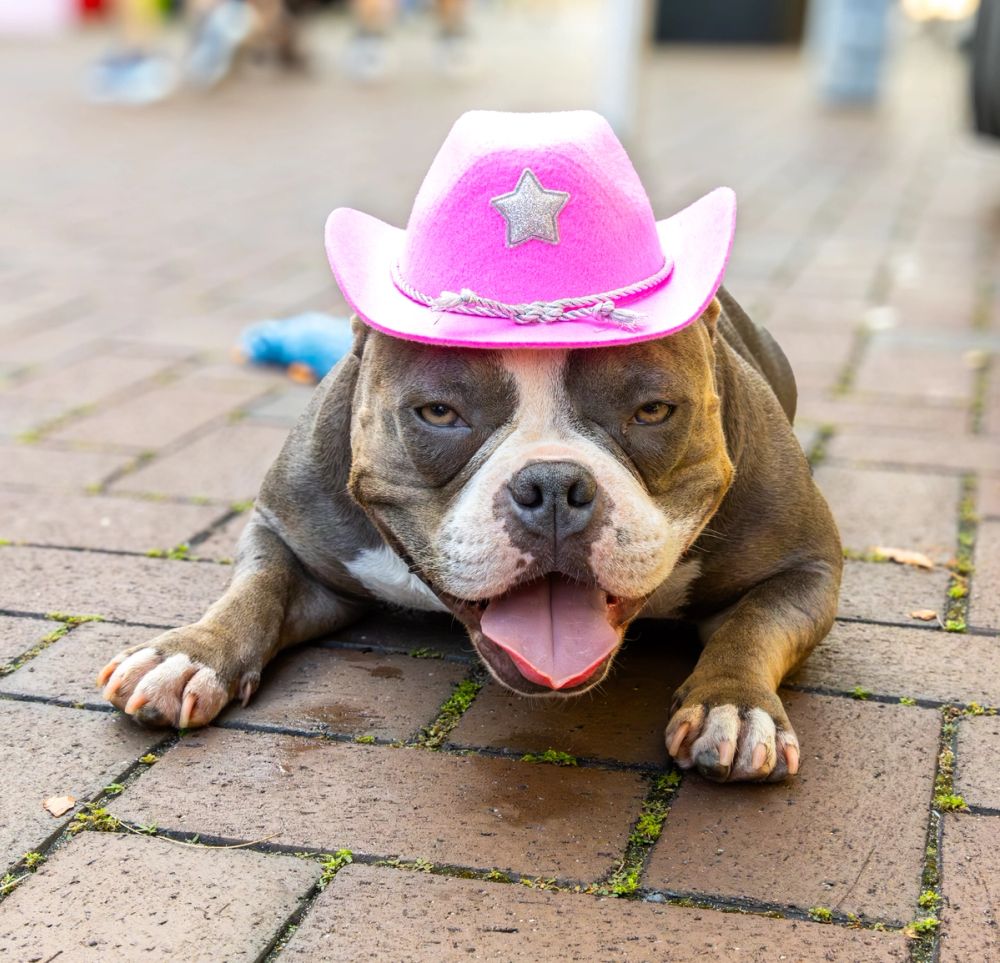 Pet Photography photography by Empowered Visuals — 14