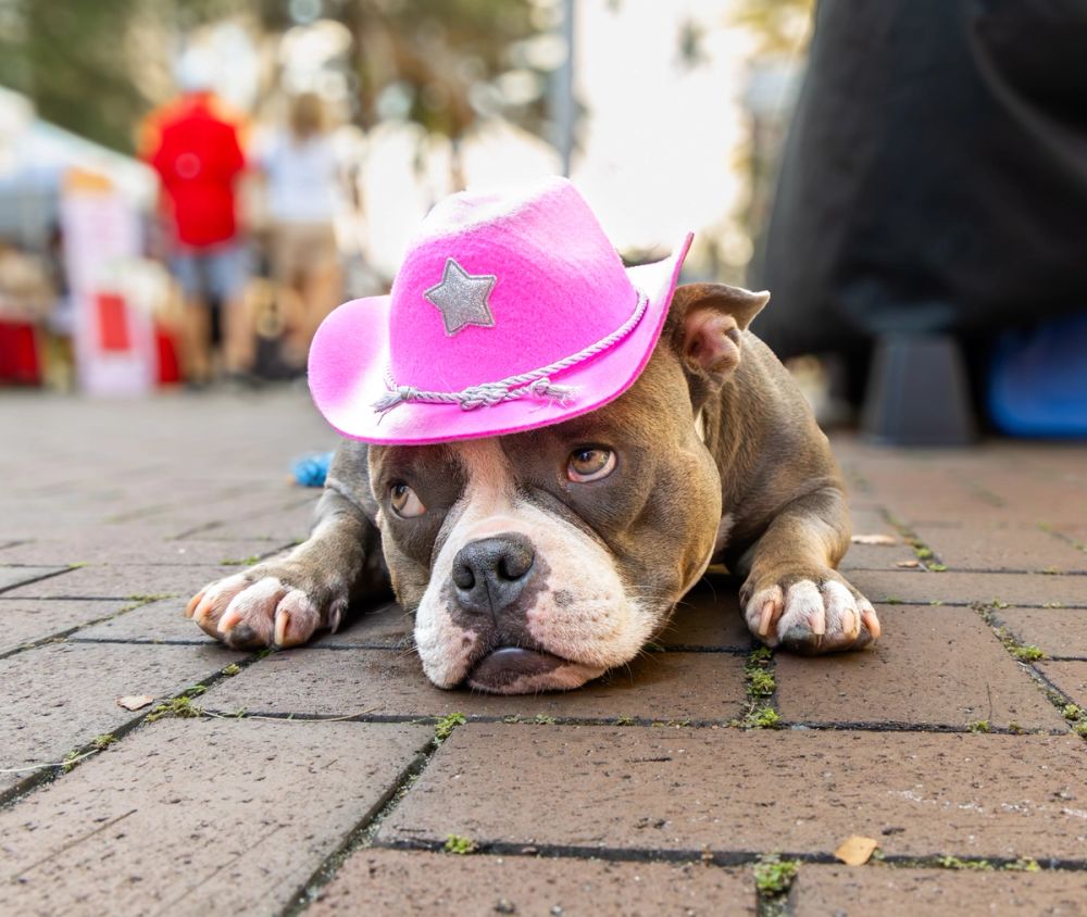 Pet Photography photography by Empowered Visuals — 16
