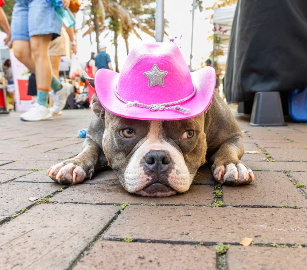 Pet Photography photography by Empowered Visuals — 15