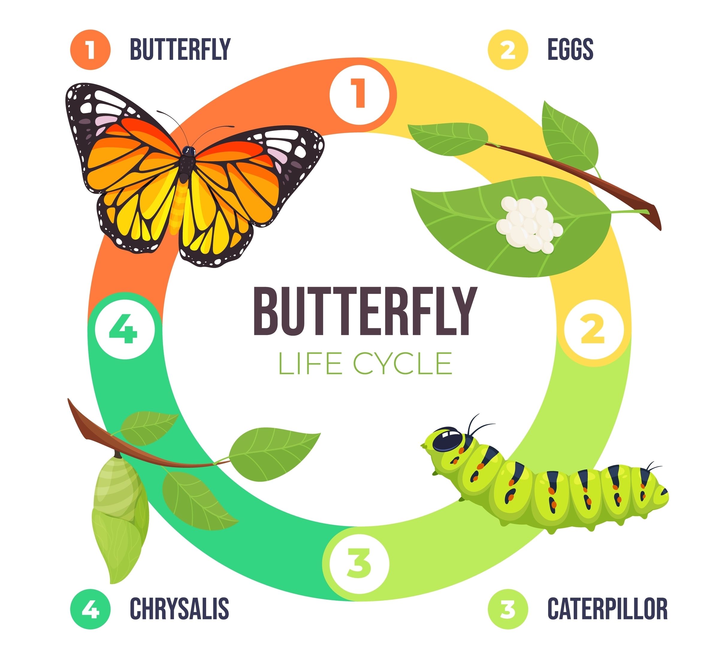 Butterfly Life Cycle