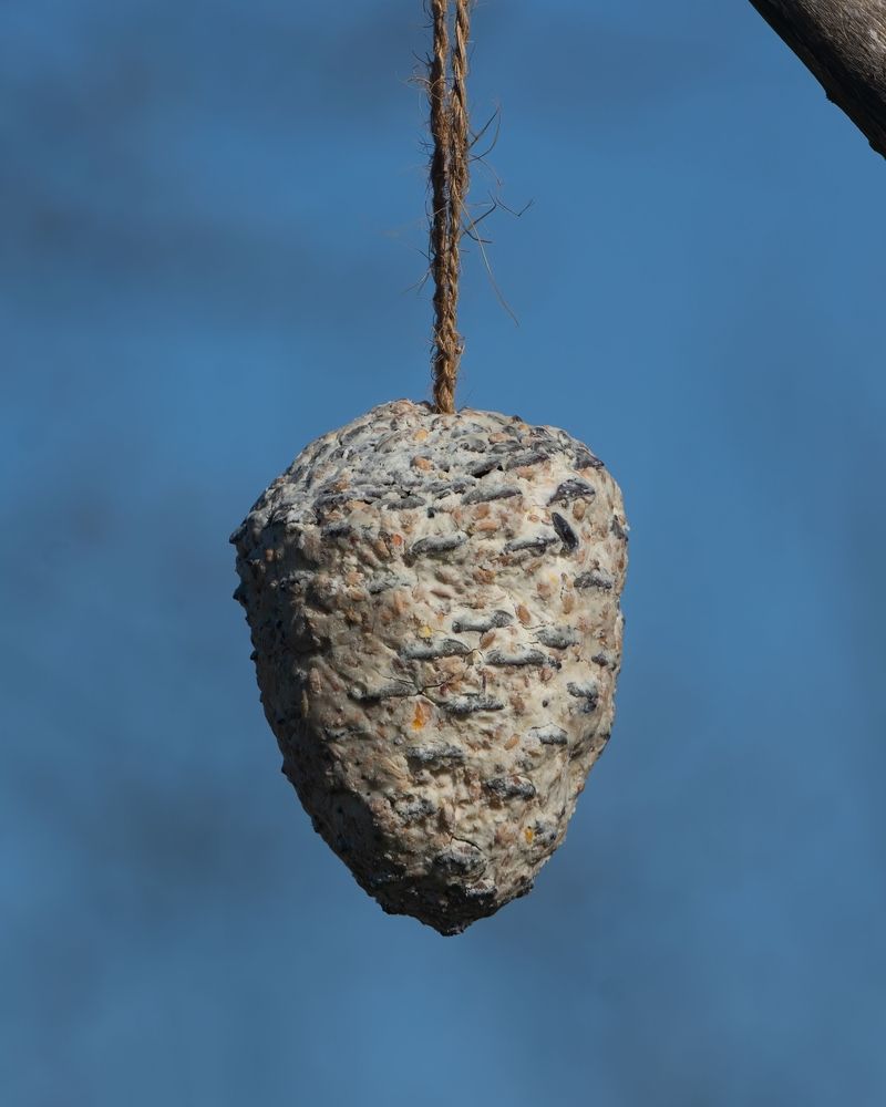 Build a Bird Feeder