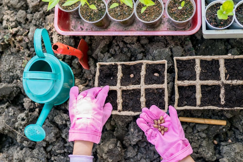 Planting a Seed to Grow