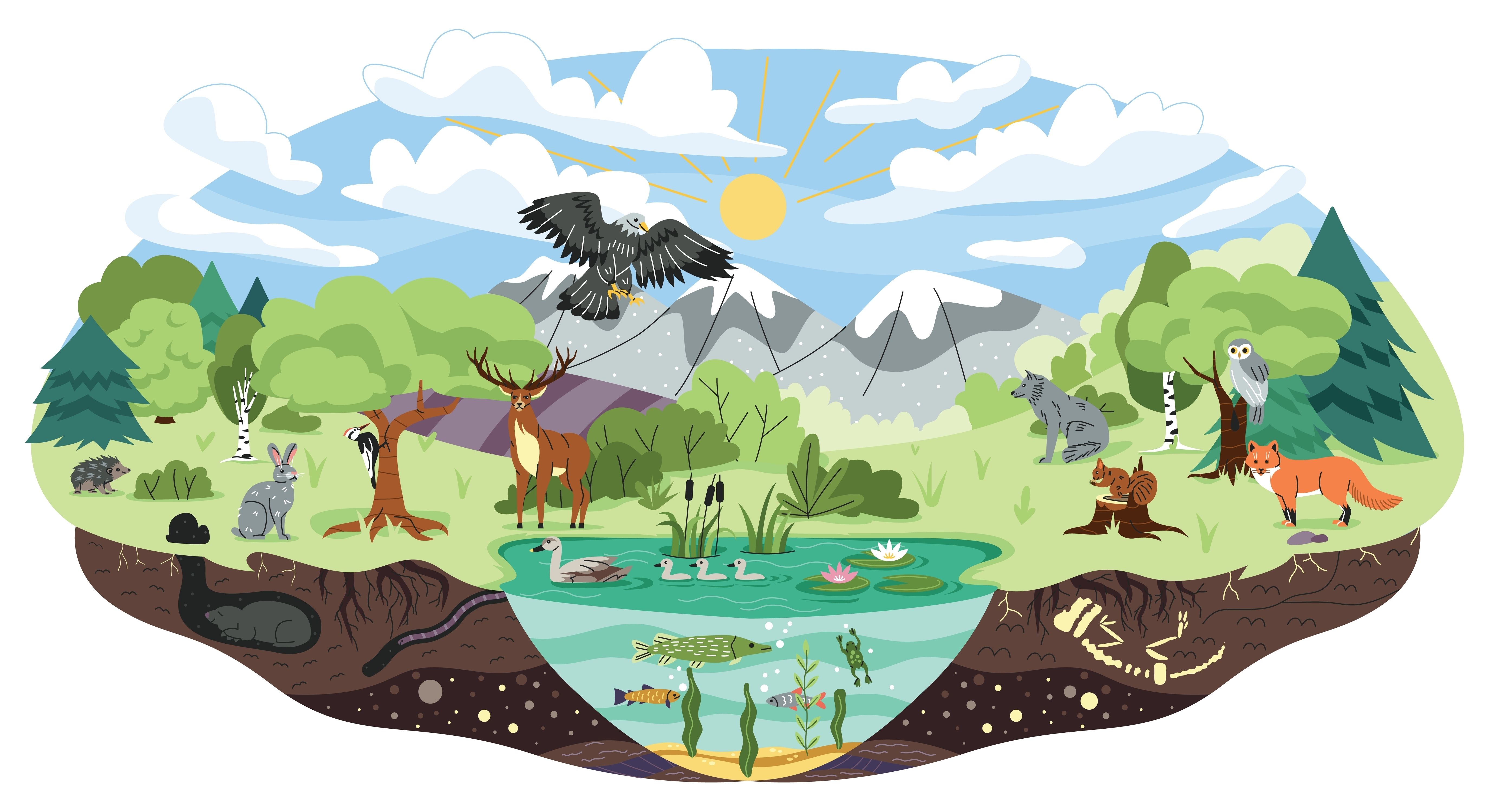 Animal Habitats