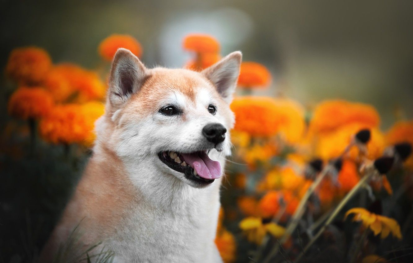 kikko