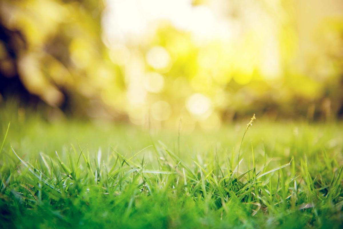 grass field