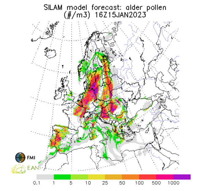 Silam - simulering av pollen fra alnus 15 januar 2023