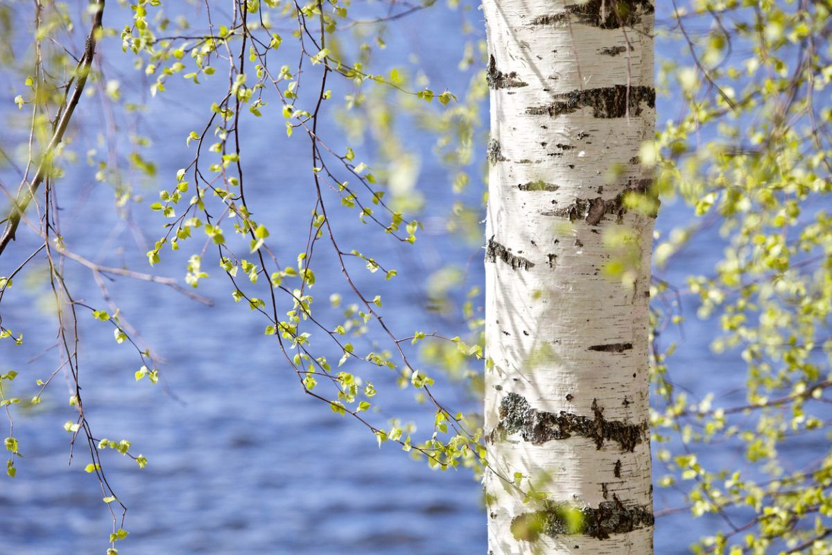 Birch tree