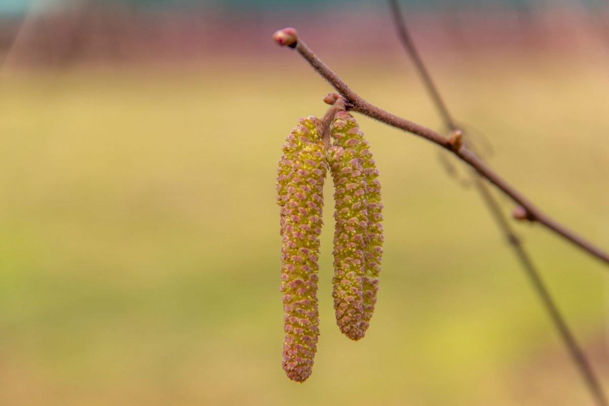 Hazel branch with catkins in early spring. Beginning of pollen Allergy season. Selective focus.