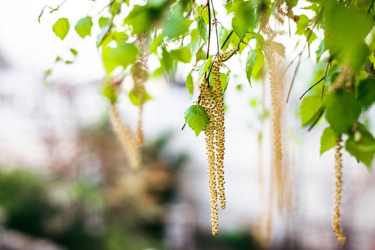 Spring blossoms tree birch with young green leaves