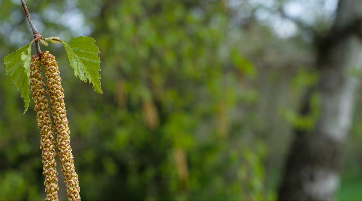 birch