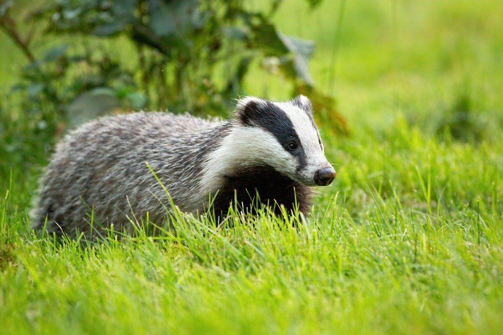European badger in grassfield