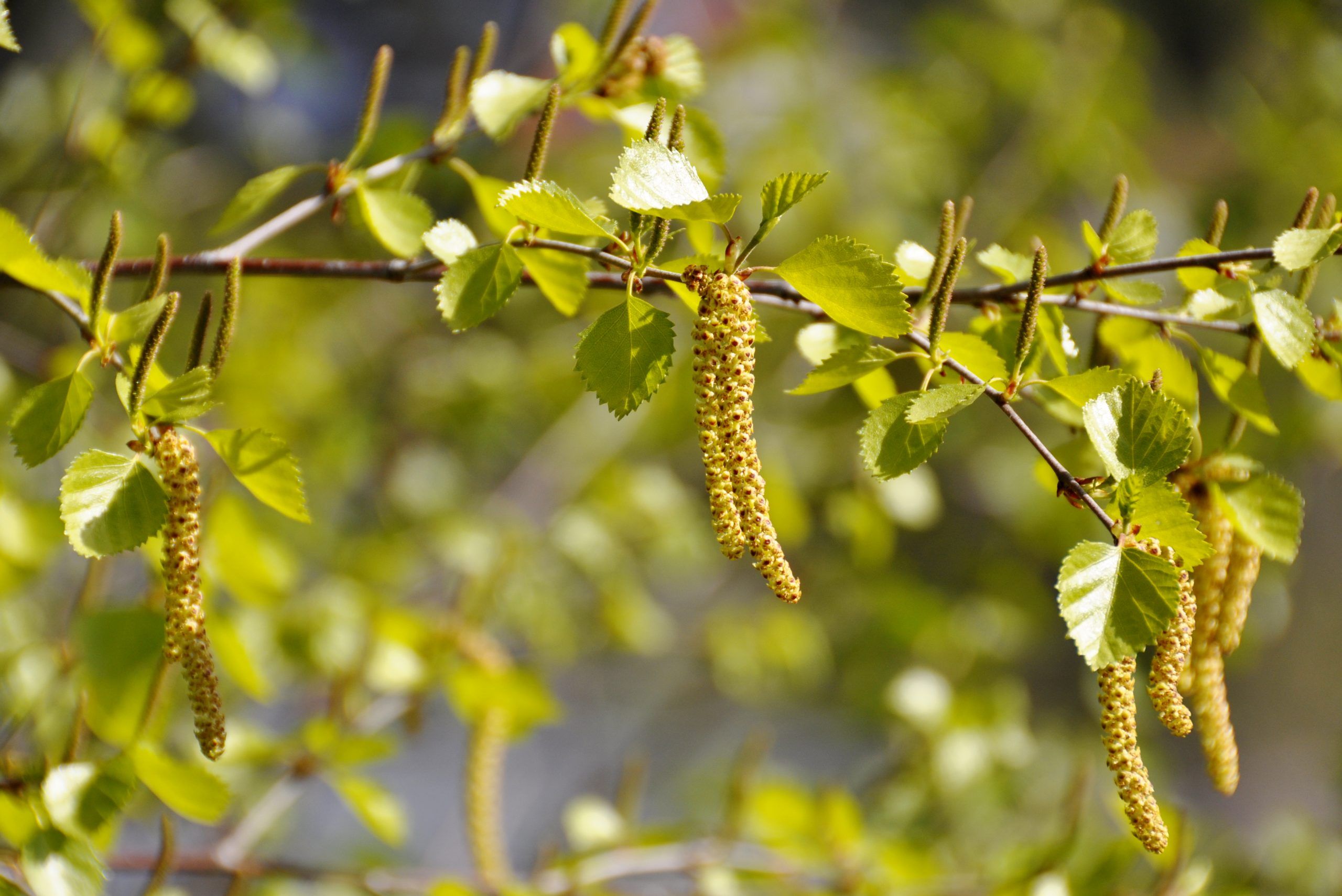 birch catkins