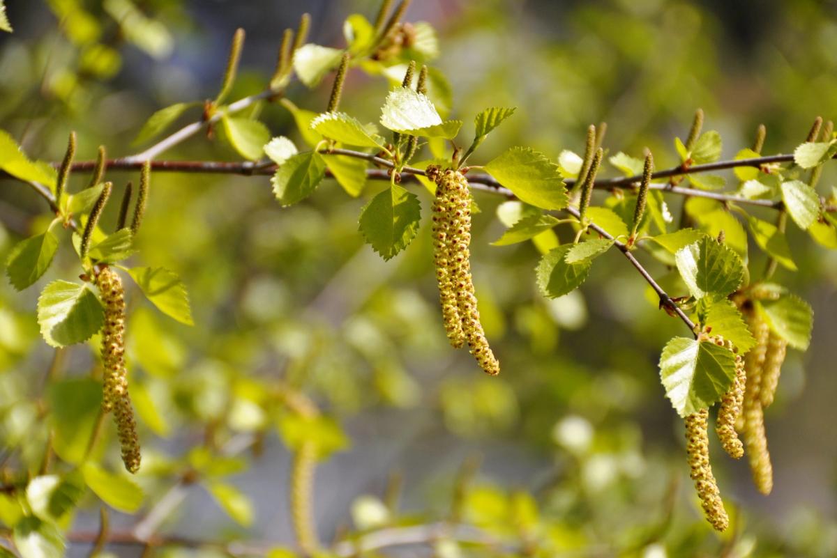 birch catkins