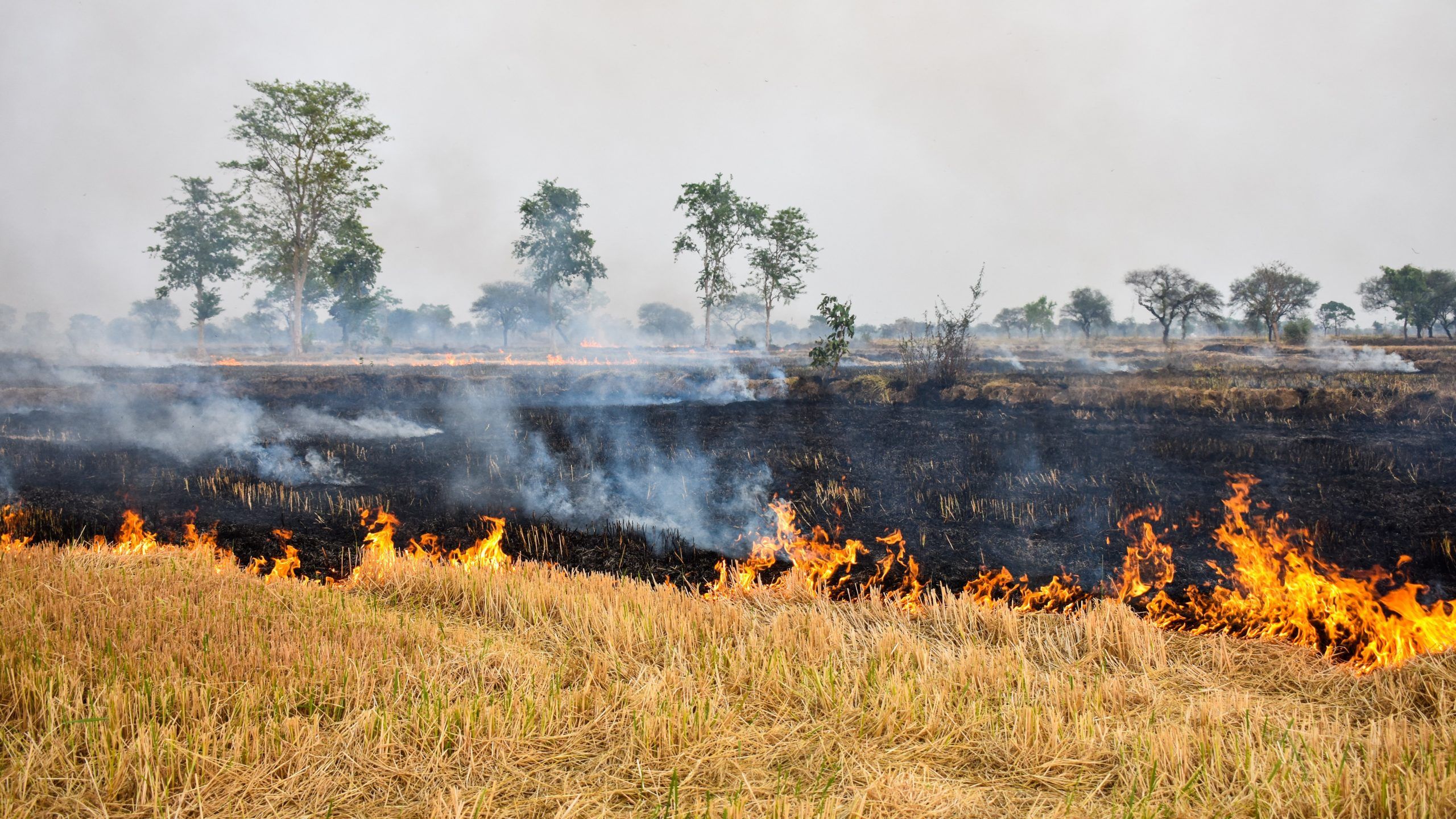 Crop stubble burning