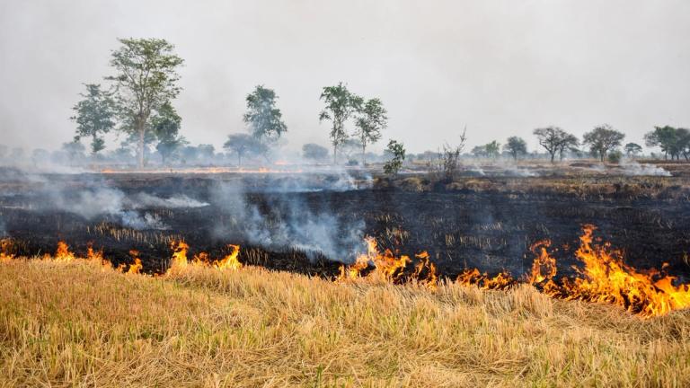 Crop stubble burning