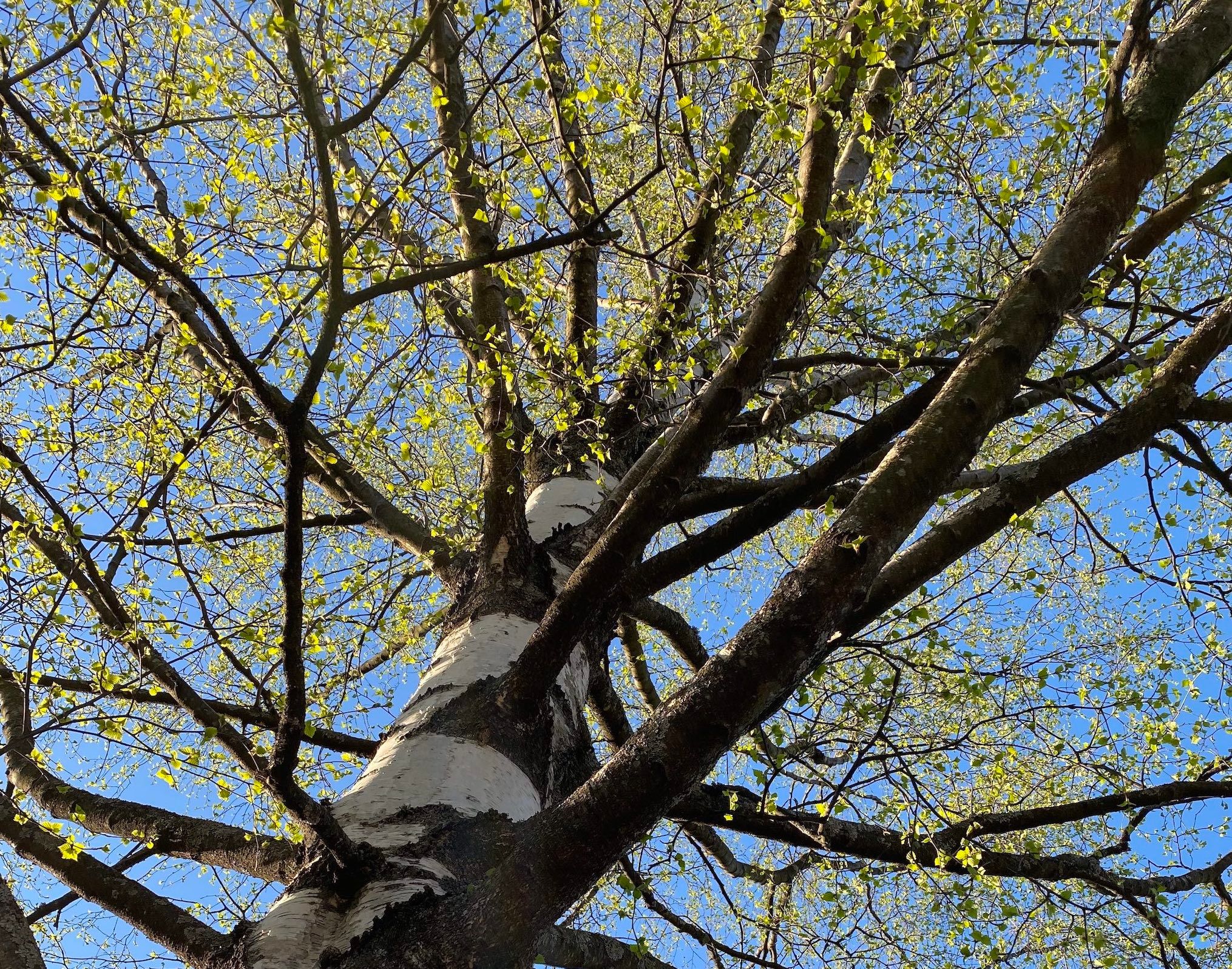birch
