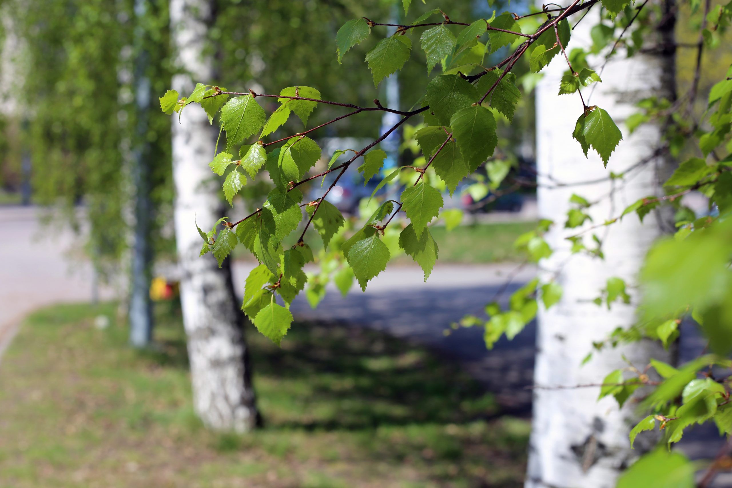 Birch Tree Details: Green Leaves, Branches and Trunk