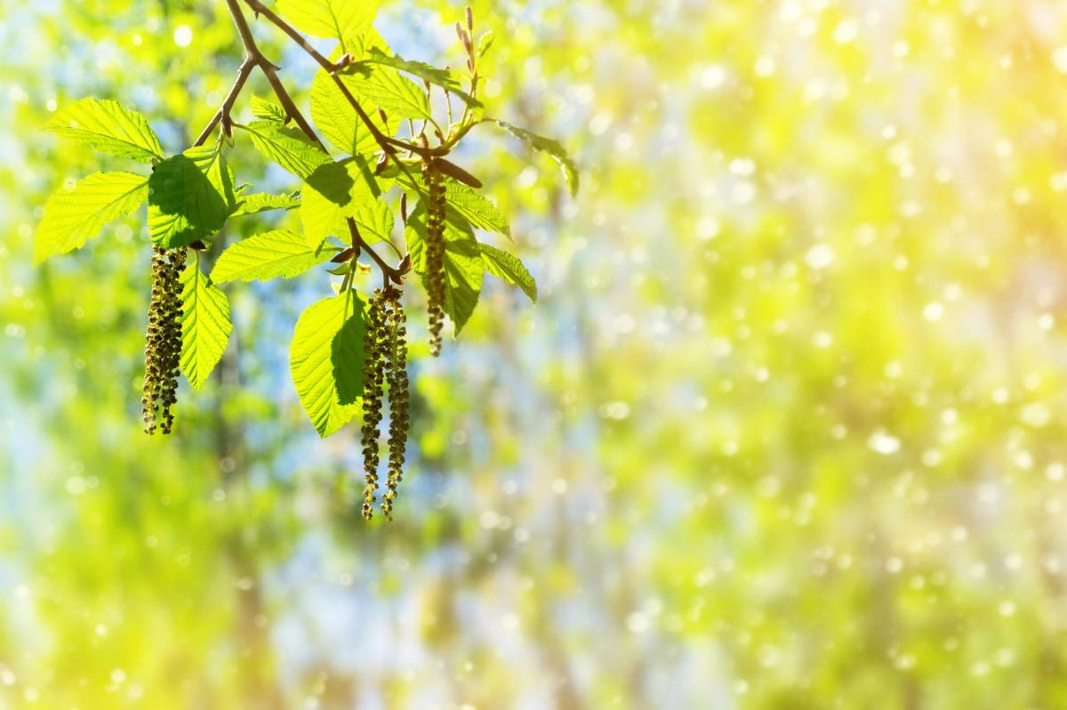 Alder branch