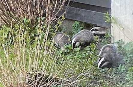badger family - Oslo