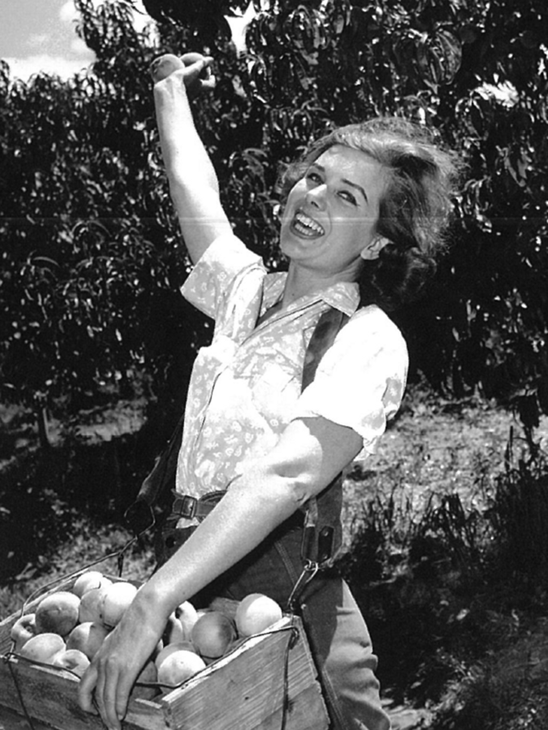 Historical monochromatic grainy photograph of smiling figure collecting peaches fruit into a small wooden crate for Goulburn Valley rebrand