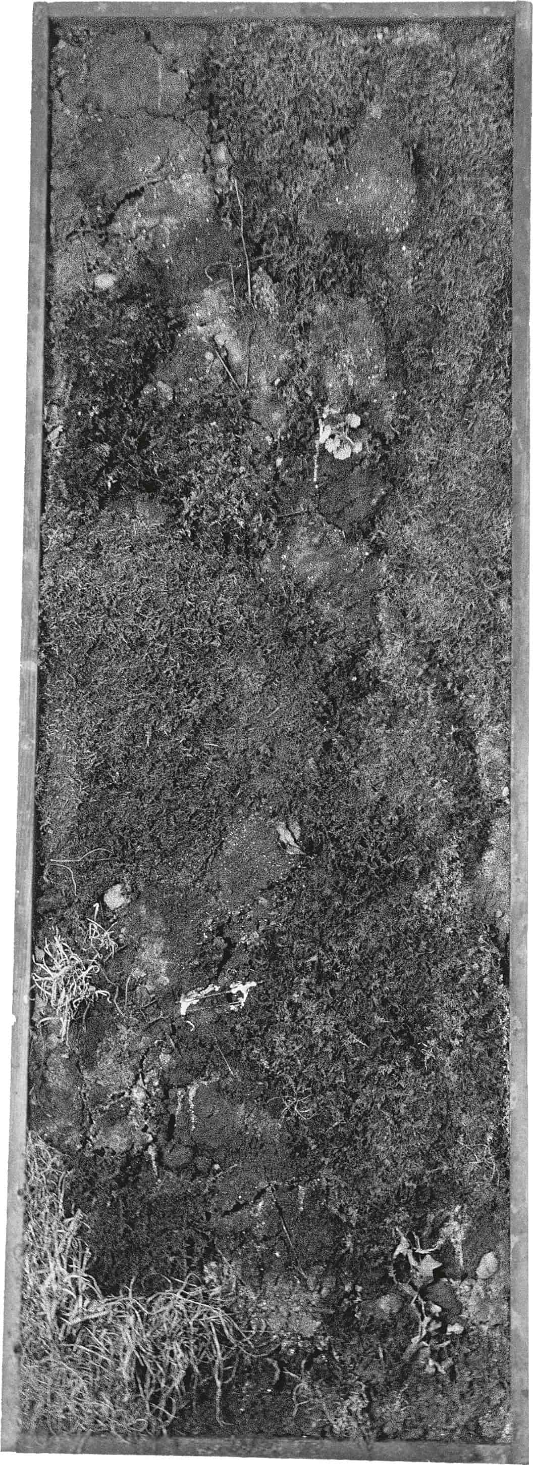 A vertical panel displaying a textured arrangement of various mosses, rocks, and natural elements, set against a plain white background.