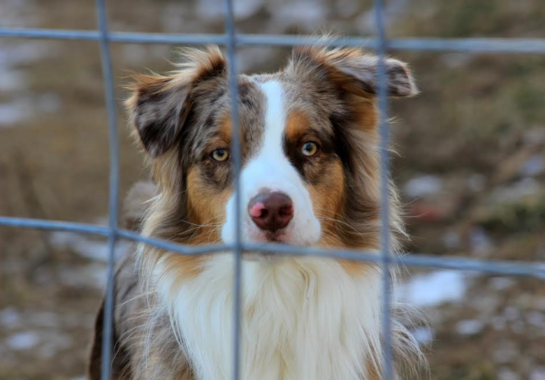 Image for Fur Friend Rescue