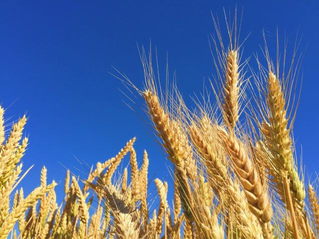 Price Spikes to Supply Shocks: Why Food Tech is a Hedge