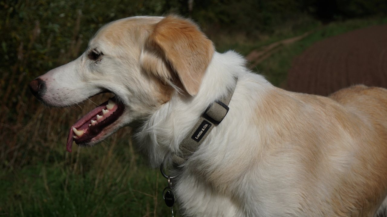 A cream and white dog in side profile, mouth open, standing in front of a dark hedgerow and a ploughed field.