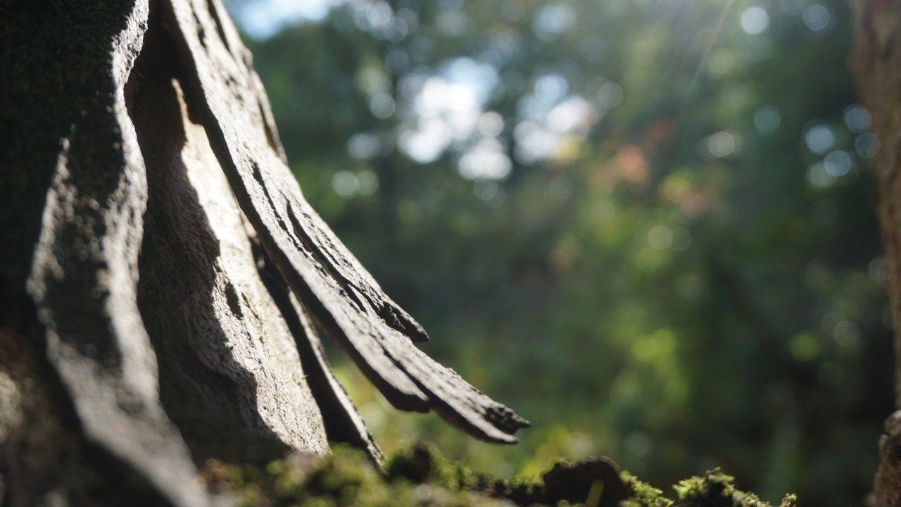 Peeling bark at the foot of a tree, lit by low sun, with moss below and woodland dissolving into soft light behind.