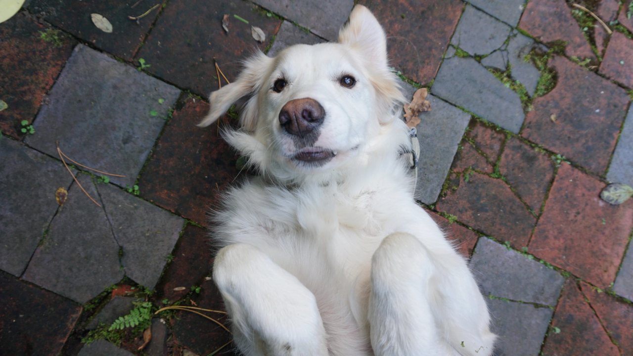 A white dog lying upside down on a brick path, paws in the air, looking up at the camera.