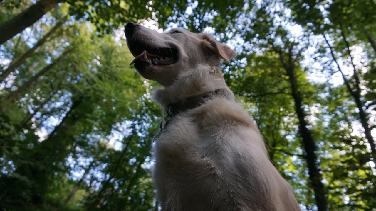 A pale dog photographed from below, looking up towards a bright green woodland canopy.