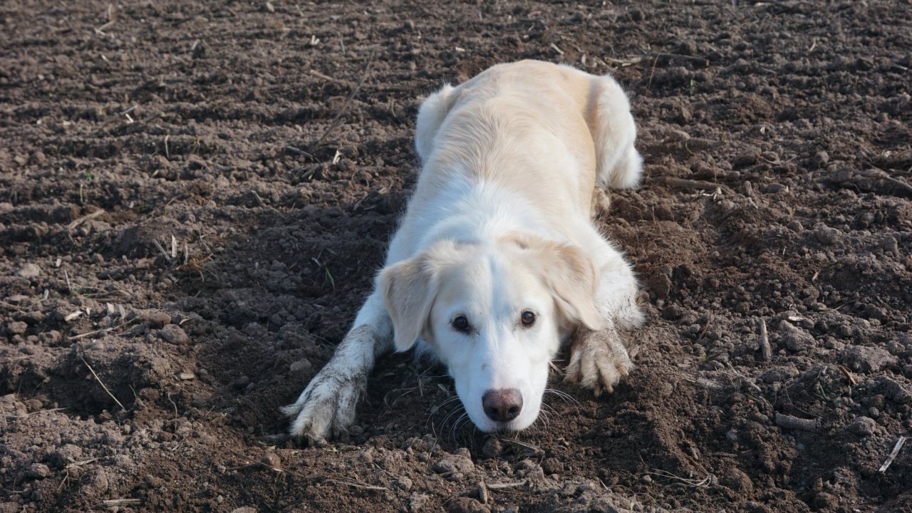 A pale dog crouched low in a freshly ploughed field, chin almost on the soil, looking at the camera.