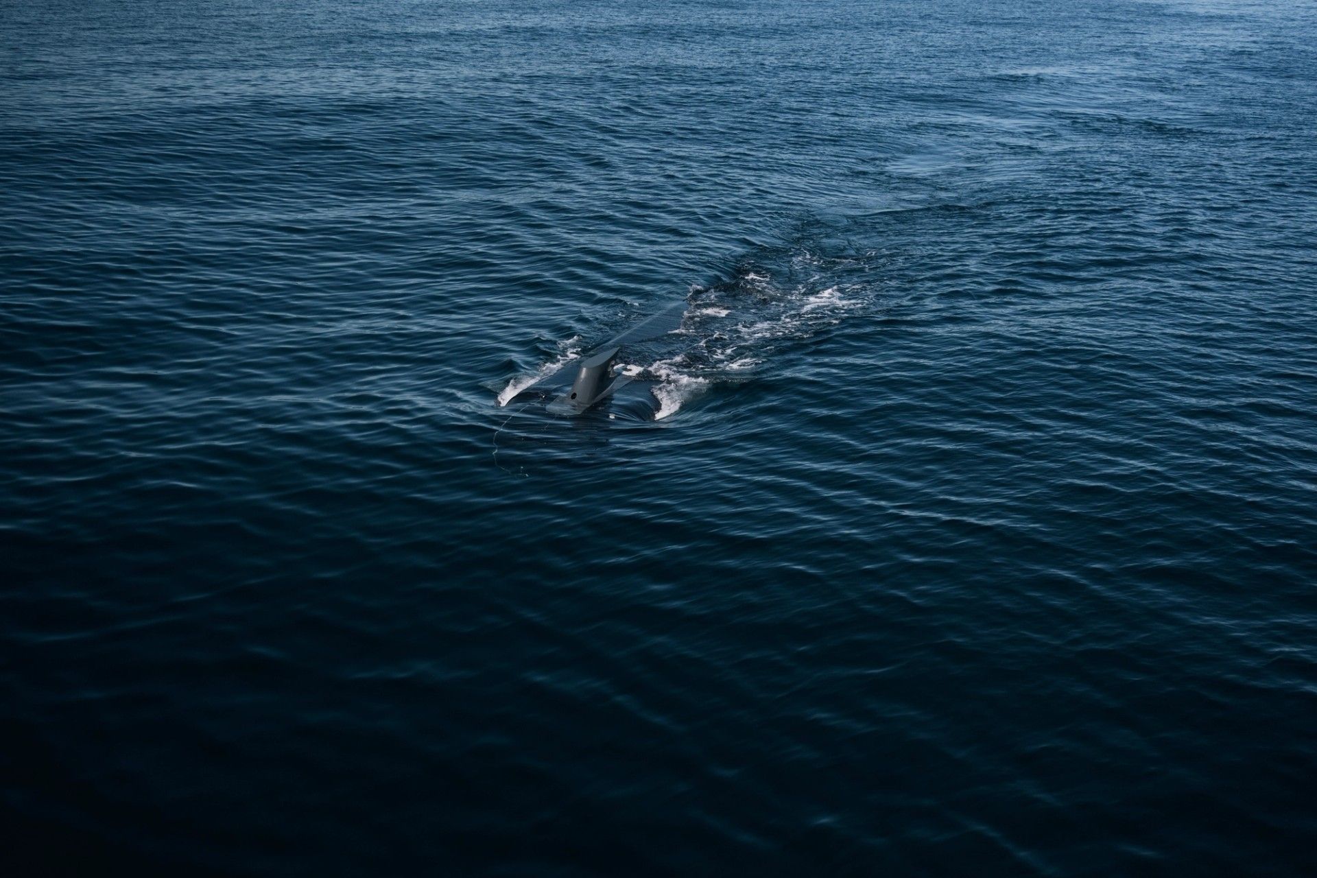 Dive-XL (Ghost Shark) — image 3