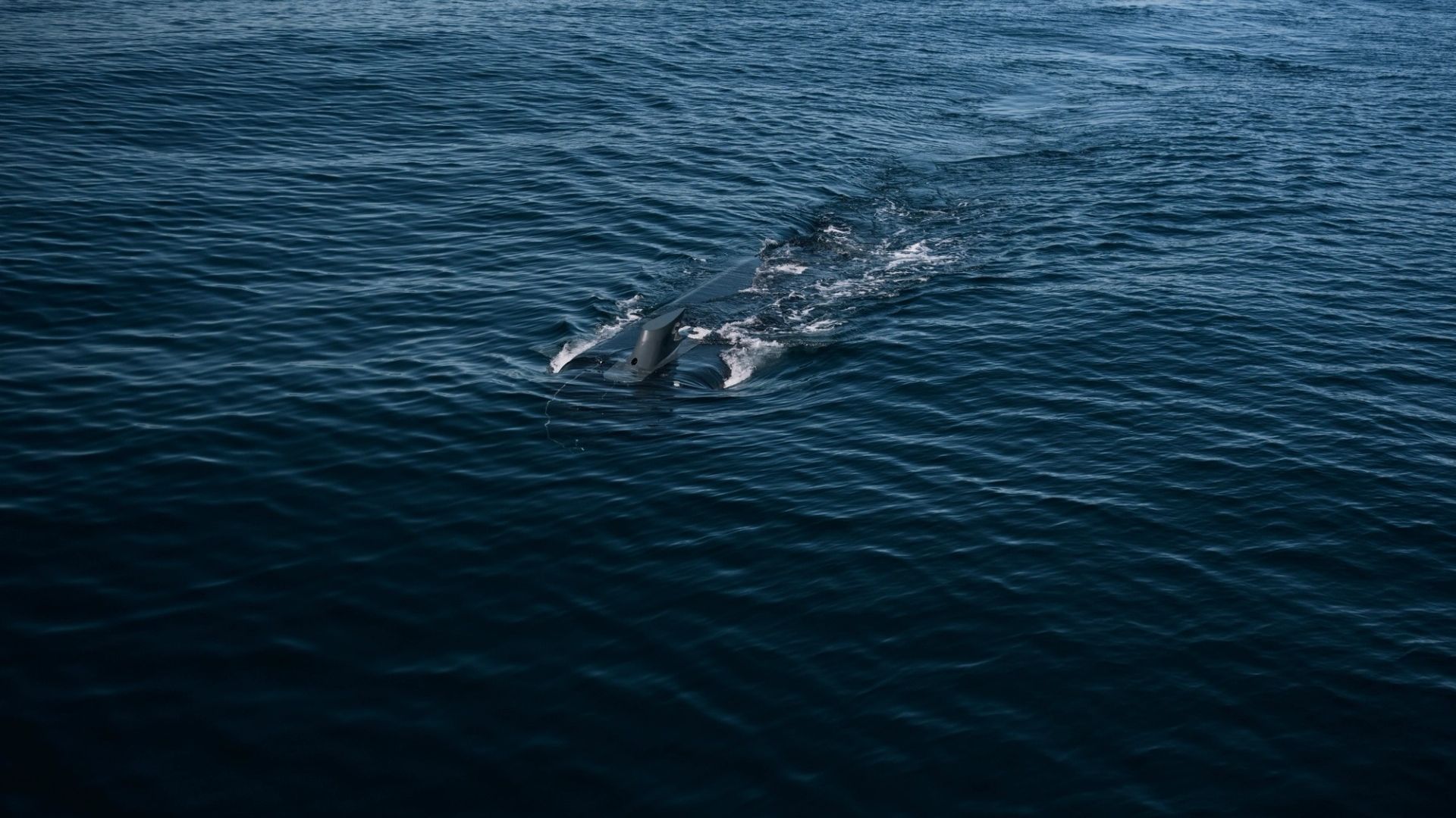 Dive-XL (Ghost Shark) — image 3