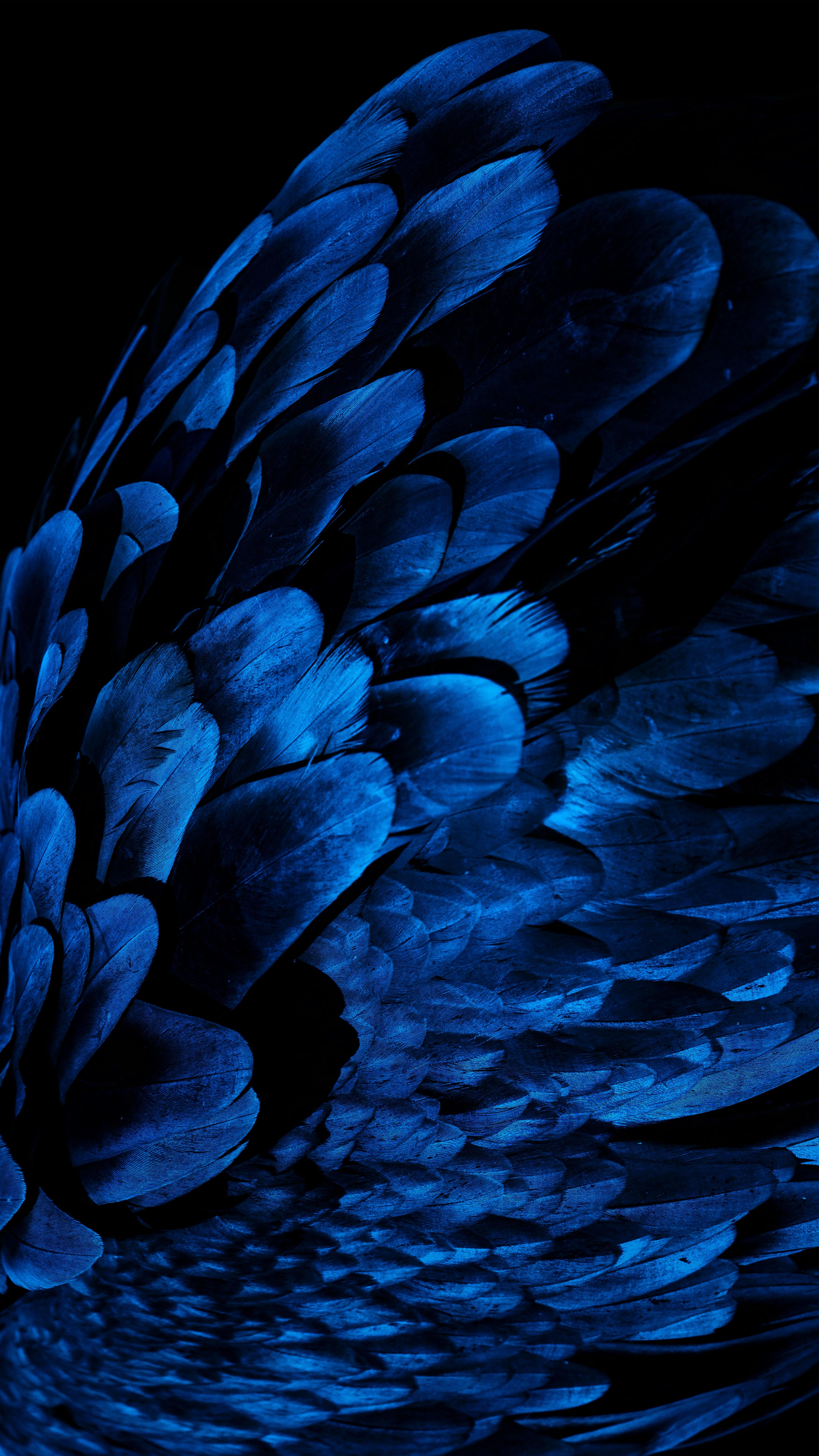 Close-up of layered bird feathers lit in deep blue against a black background.