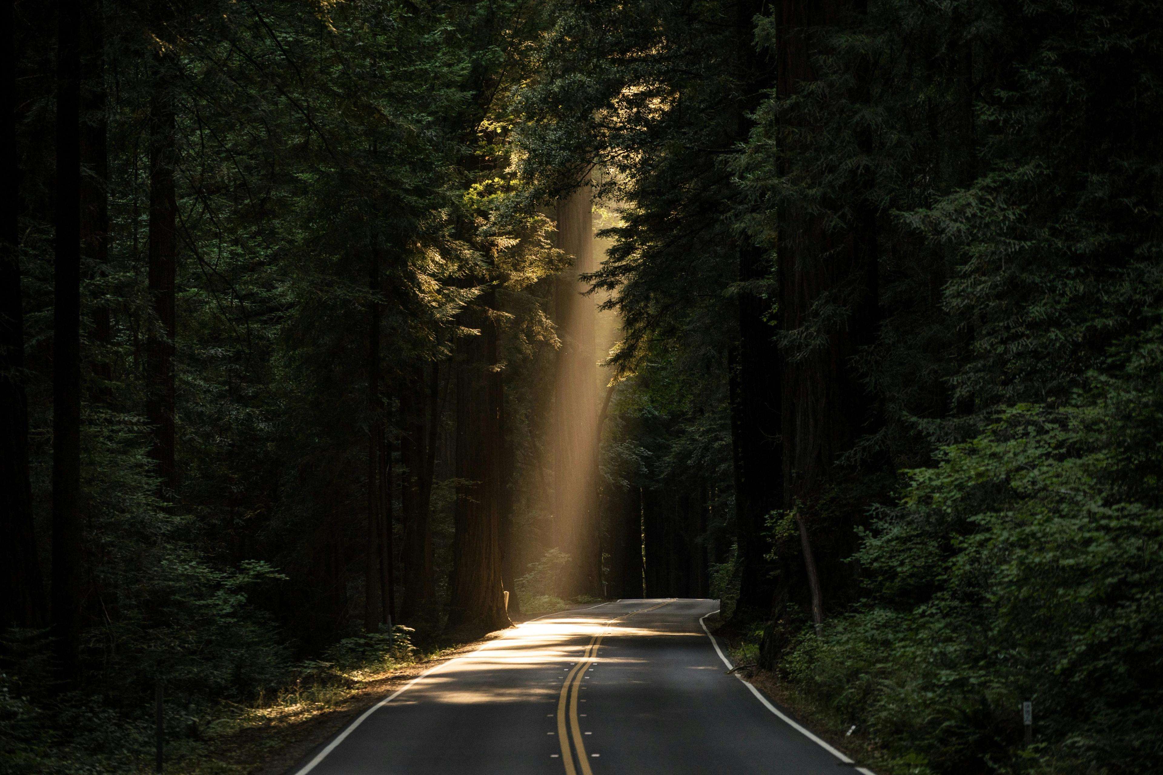 A single shaft of sunlight breaks through towering redwood trees onto an empty two-lane road curving through the dark forest.