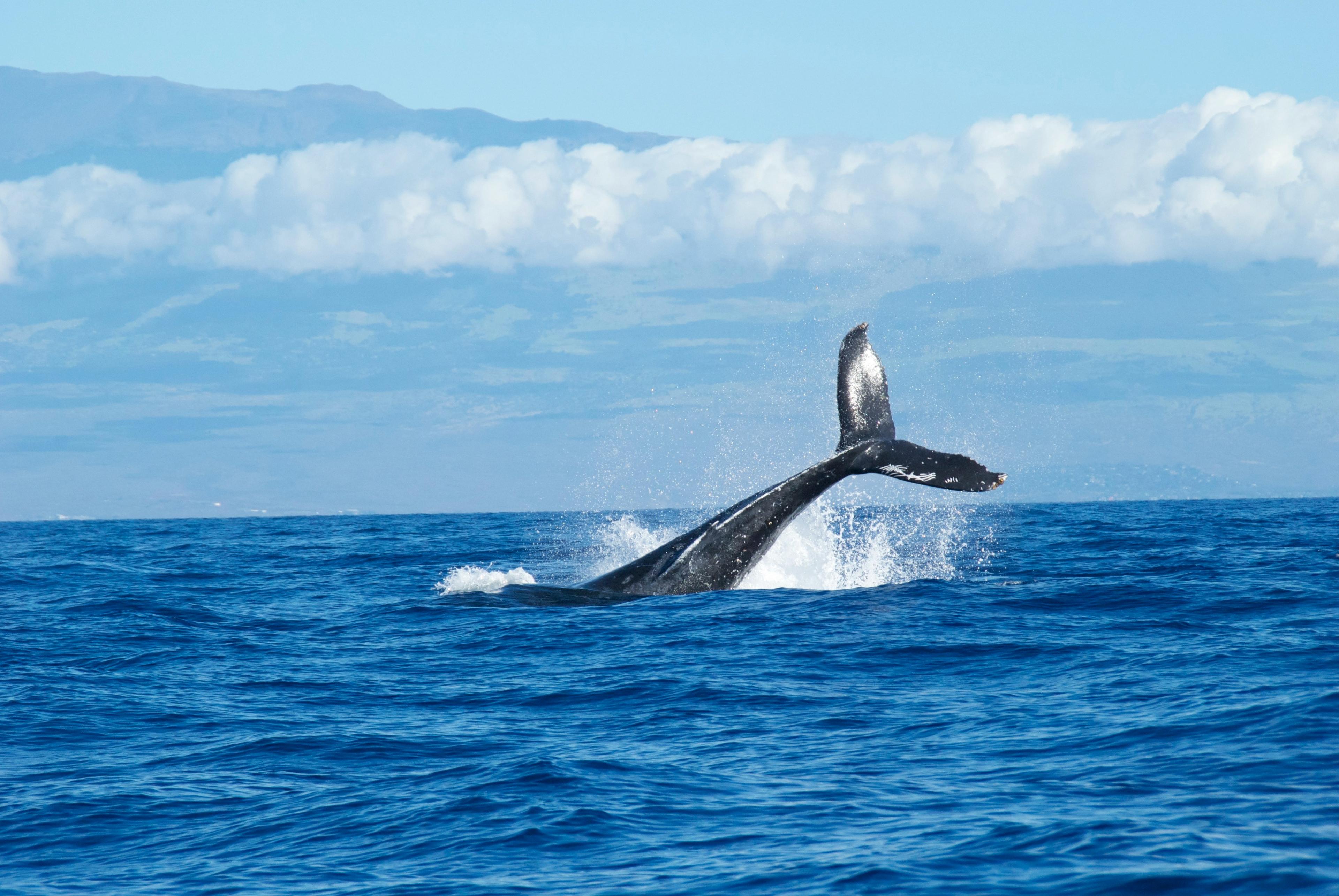 A humpback whale breaches tail-first in blue ocean water with a cloud-ringed mountainous coastline in the background.