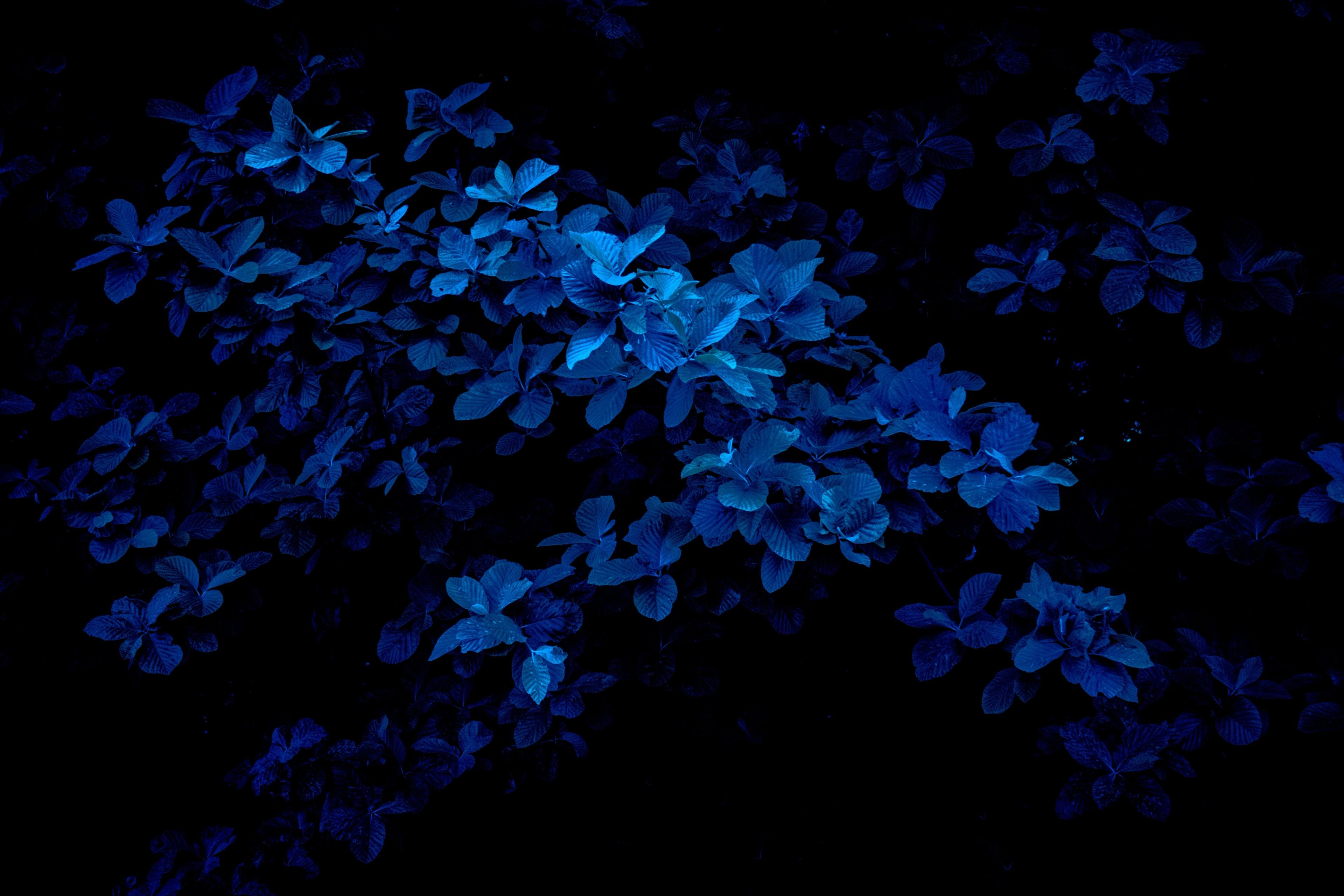 Leafy foliage bathed in blue light stands out against a near-black background at night.